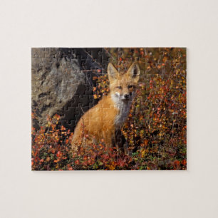 rode vos, Vulpes vulpes, in herfstkleuren langs de Legpuzzel