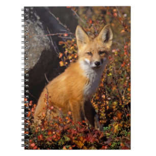 rode vos, Vulpes vulpes, in herfstkleuren langs de Notitieboek