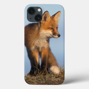 rode vos, Vulpes vulpes, in het gebied van 1002 va iPhone 13 Hoesje