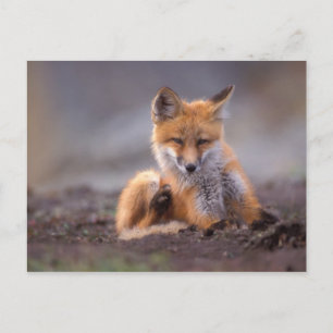 rode vos, Vulpes vulpes, jong die krassen, Briefkaart