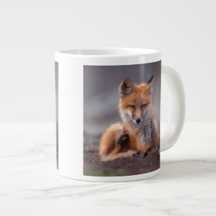 rode vos, Vulpes vulpes, jong dier krabt zichzelf, Jumbo Beker