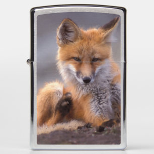 rode vos, Vulpes vulpes, jong krabt zichzelf,