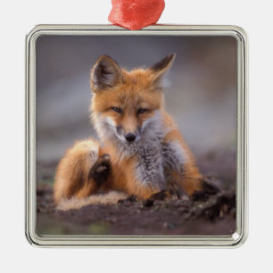 rode vos, Vulpes vulpes, jong krabt zichzelf, Metalen Ornament