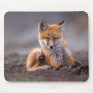 rode vos, Vulpes vulpes, jong krabt zichzelf, Muismat