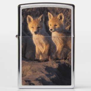 rode vos, Vulpes vulpes, jongen