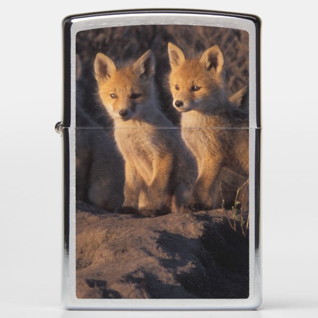 rode vos, Vulpes vulpes, jongen (Voorkant)