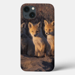 rode vos, Vulpes vulpes, jongen iPhone 13 Hoesje