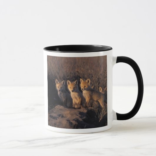 rode vos, Vulpes vulpes, jongen Mok (Rechts)