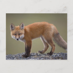 rode vos, Vulpes vulpes, langs het centrale Noord Briefkaart
