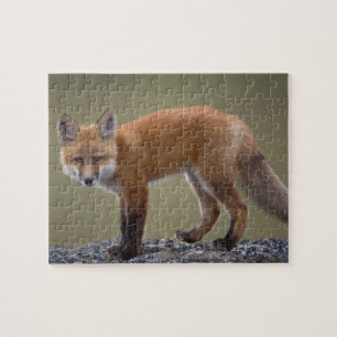 rode vos, Vulpes vulpes, langs het centrale Noord  Legpuzzel
