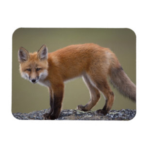 rode vos, Vulpes vulpes, langs het centrale Noord  Magneet