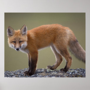 rode vos, Vulpes vulpes, langs het centrale Noord  Poster