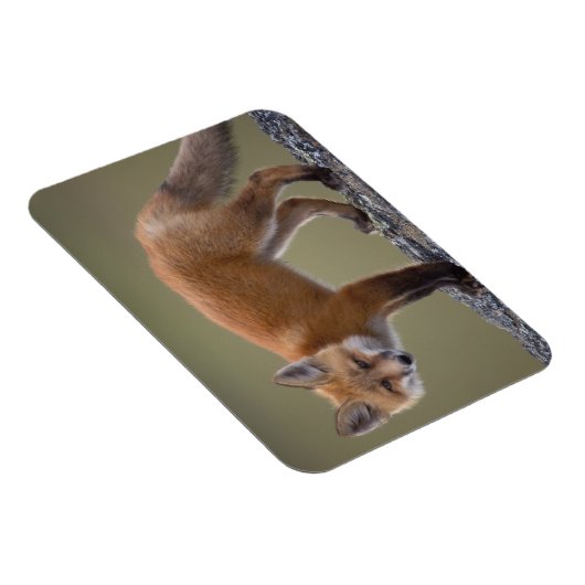 rode vos, vulpes vulpes langs het centrale noorden magneet (Rechterzijde)