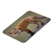 rode vos, vulpes vulpes langs het centrale noorden magneet (Linkerzijde)