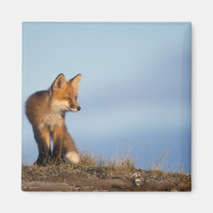 rode vos, Vulpes vulpes Magneet