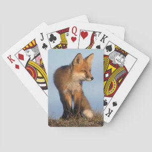 rode vos, Vulpes vulpes Speelkaarten