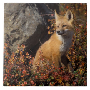 rode vos, Vulpes vulpes Tegeltje