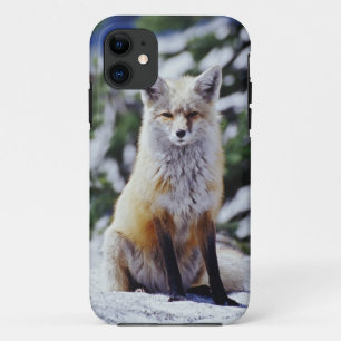 Rode Vos zittend op sneeuwbank, Vulpes, Mt. iPhone 11 Hoesje