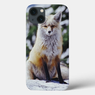 Rode Vos zittend op sneeuwbank, Vulpes, Mt. iPhone 13 Hoesje
