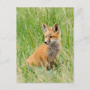 Rode voskit in gras bij hol briefkaart