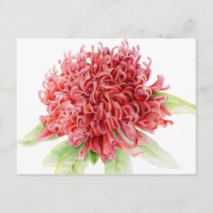 Rode waratah botanische waterverf kunst briefkaart