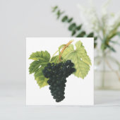  rode wijn, organisch wijndruivencluster, voedings (Staand voorkant)