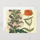 Rode Wilde Bloem  Botanische Afdruk Briefkaart (Voorkant / Achterkant)