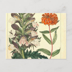 Rode Wilde Bloem Botanische Afdruk Briefkaart