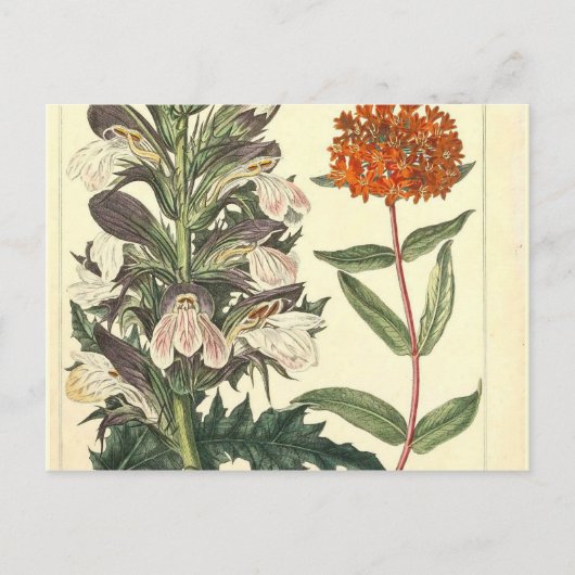 Rode Wilde Bloem  Botanische Afdruk Briefkaart (Voorkant)