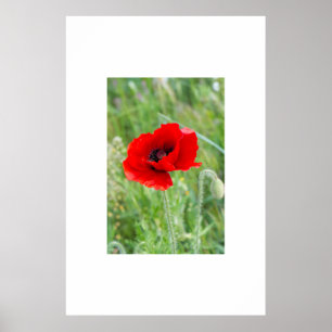 Rode wilde papaverbloem poster