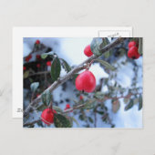 Rode winterstruisbessen briefkaart (Voorkant / Achterkant)