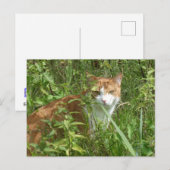 Rode witte kat met groene ogen DIY Briefkaart (Voorkant / Achterkant)