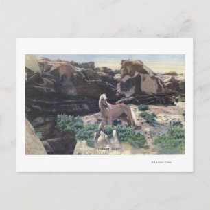 Rode woestijn, WY - Wild Palomino Stallion gevange Briefkaart