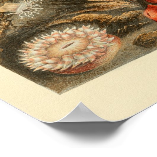 Rode Zee Anemone Colour Marine Art Print (Hoek)