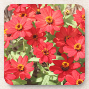 Rode Zinnia Bloem Onderzetter