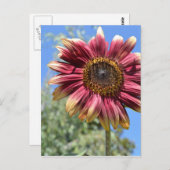 Rode zonnebloem Briefkaart (Voorkant / Achterkant)