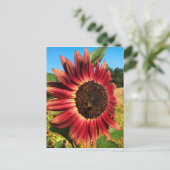 Rode zonnebloem met bijen briefkaart (Staand voorkant)