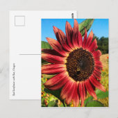 Rode zonnebloem met bijen briefkaart (Voorkant / Achterkant)