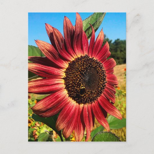 Rode zonnebloem met bijen briefkaart (Voorkant)