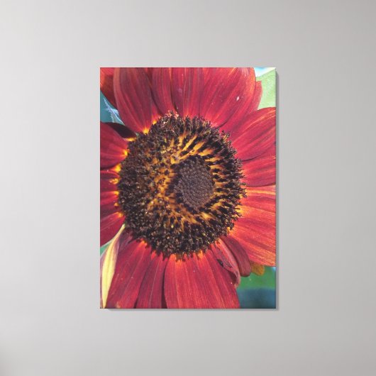 Rode Zonnebloem Verpakte Canvas print (Voorkant)