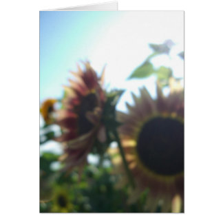 Rode zonnebloemen op een zonnige dag