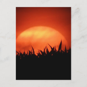 Rode zonsondergang achter zwart gras briefkaart