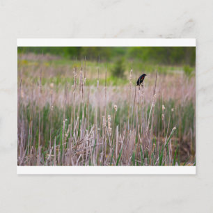 Rode zwarte vogel, Glacier Ridge Metropark Briefkaart