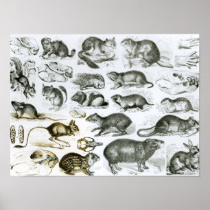 Rodentia- knaagdieren poster