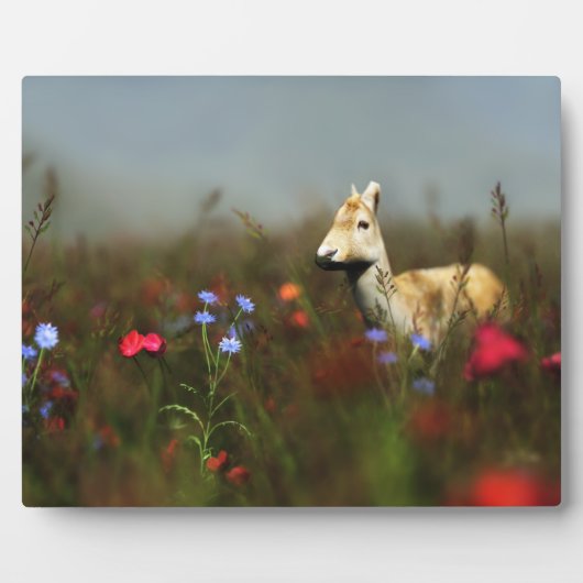 Roe dans une plaque photo de prairie (Devant)