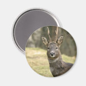 Roe Deer Buck Magnet Magneet (Voorkant / Achterkant)