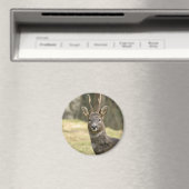 Roe Deer Buck Magnet Magneet (Insitu (Vaatwasser))