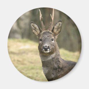 Roe Deer Buck Magnet Magneet