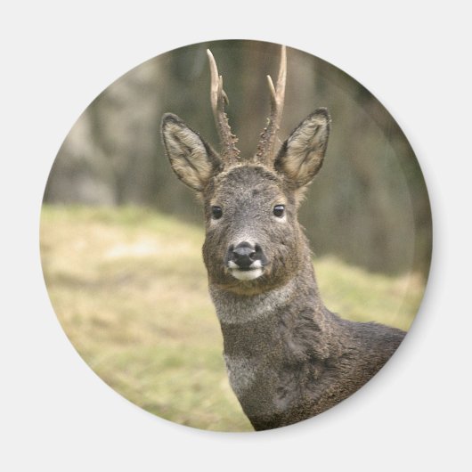 Roe Deer Buck Magnet Magneet (Voorkant)