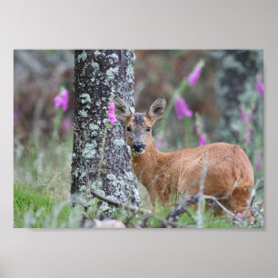 Roe Deer Poster